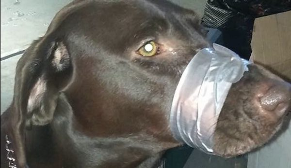 Photo Of Dog With Mouth Duct-Taped Shut Prompts Avalanche Of Calls To Police