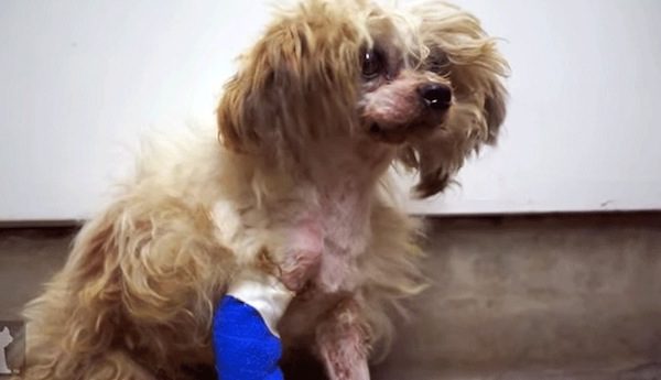 emerson dog rescue