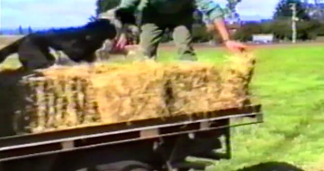 dog helps farmer