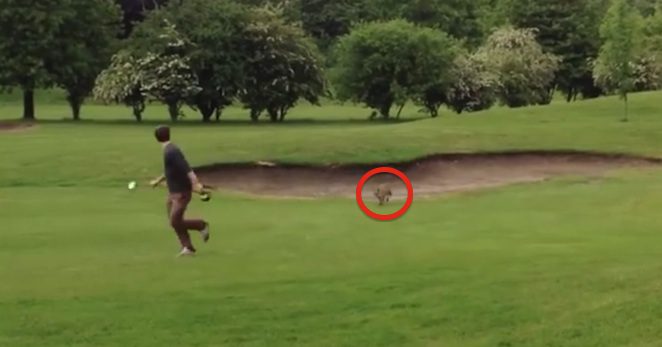 fox versus golfer