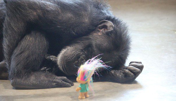 chimp with troll doll