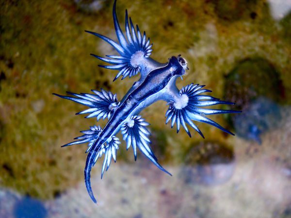 glaucus_atlant-2