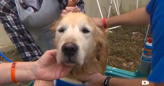 Golden Retrievers rescued from Turkey