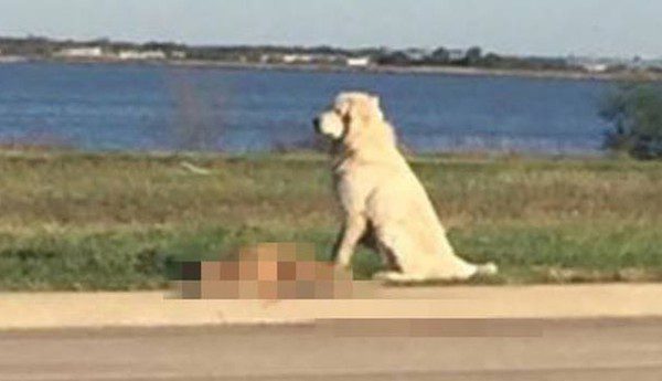 great pyrenees rescue