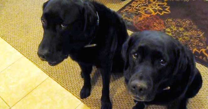 guilty dogs cookies
