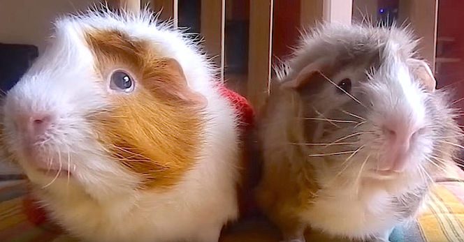 talking guinea pigs