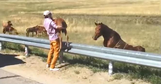 horse on road