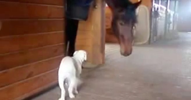 puppy and horse