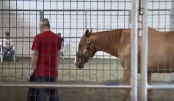 horses and veterans