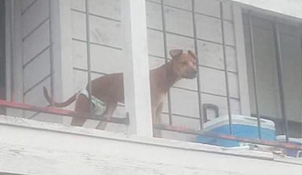 Neighbors Rally To Help Dog They Say Is Being Abused
