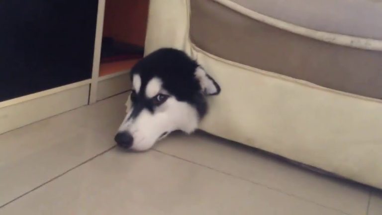 Siberian Husky Instantly Regrets Chasing After Mouse In The House