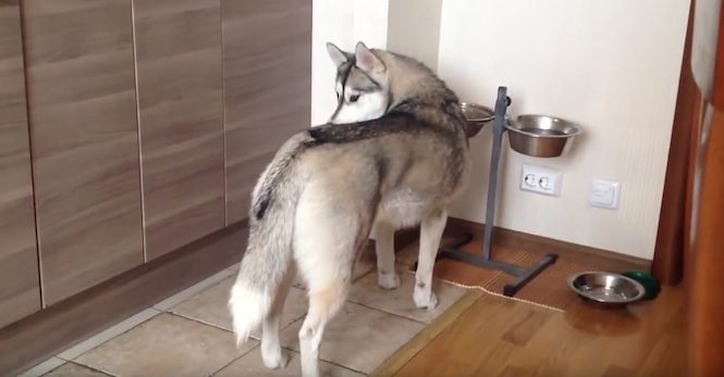 kitten attacks husky