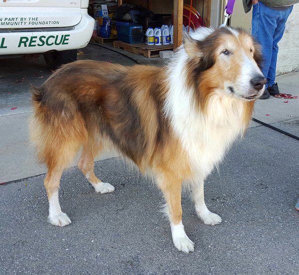 jake-collie-2
