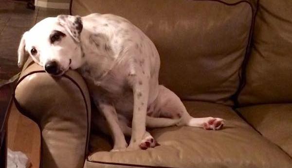Dog Given Up Because She Was Too Clingy Finds The Love She Deserves