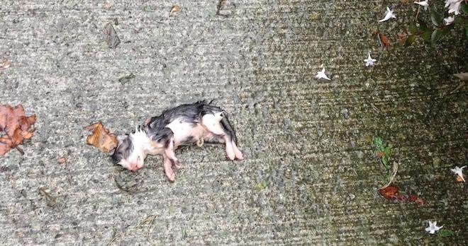 Woman Finds Helpless Newborn Kitten All Alone In The Rain
