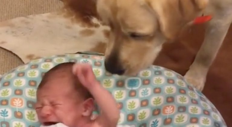 Gentle Labrador Retriever Stops Newborn Baby From Crying