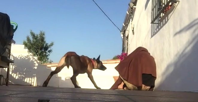 dog gets surprise reunion