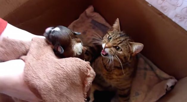mama cat