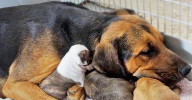 mama dogs