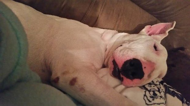 Rescue Dog Wiggles With Glee When She Experiences A Real Bed For The First Time In Her Life