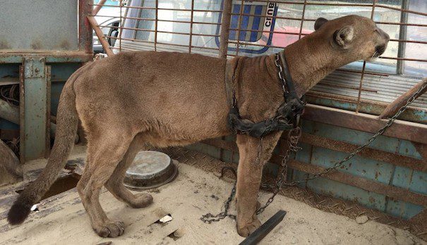 mountain lion freed from circus
