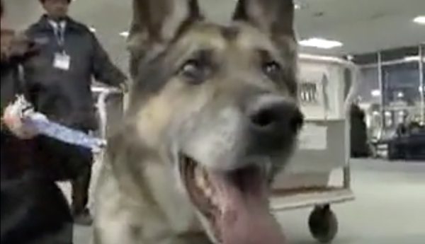 MWD Dexter