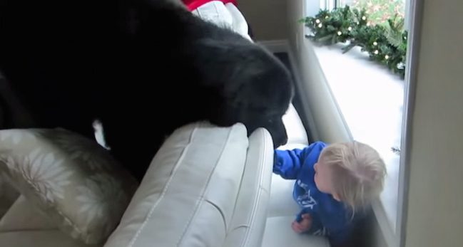 Little Girl Plays Adorable Game Of Hide And Seek With Newfie Dog