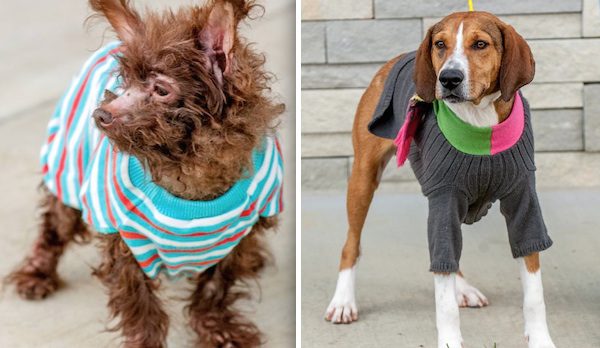 old sweaters for shelter animals