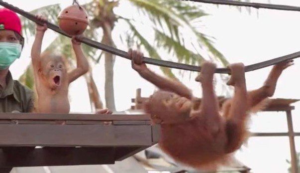 orangutan babies