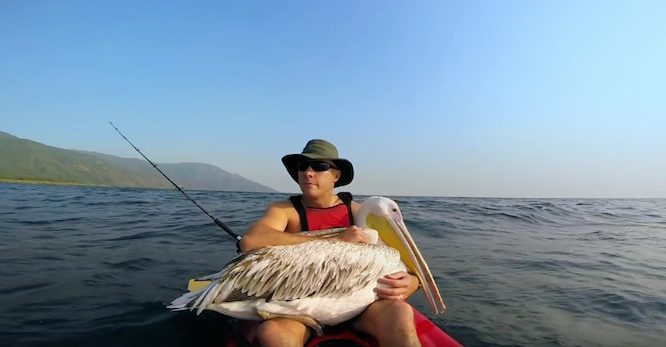 pelican fishing