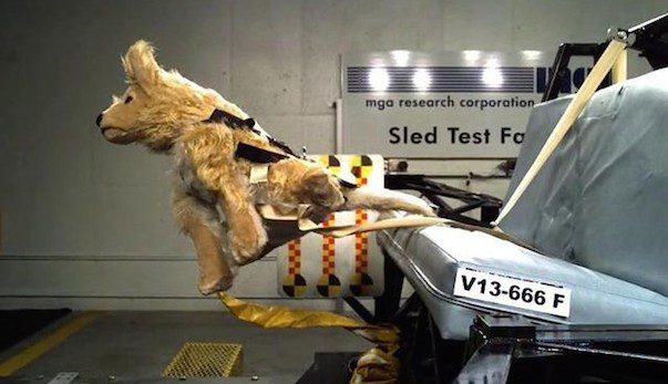pet car safety testing
