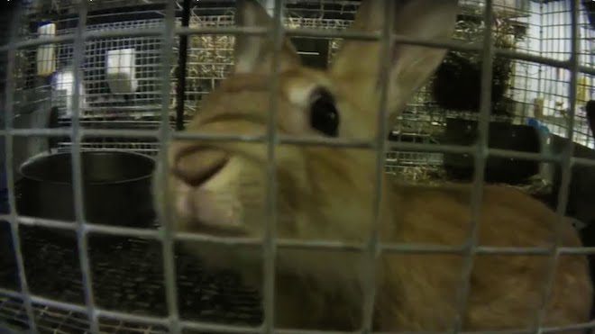 Pet Supplier That Provides Petco And PetSmart Accused Of Harming Live Animals