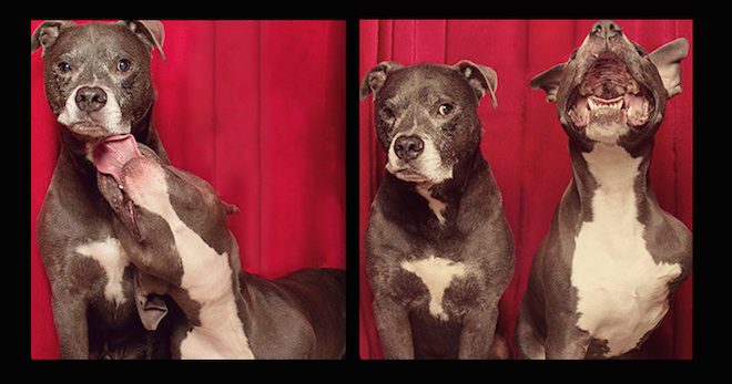 Pit Bulls In Photo Booth Break Breed Stereotypes And Inspire Photographer’s Work