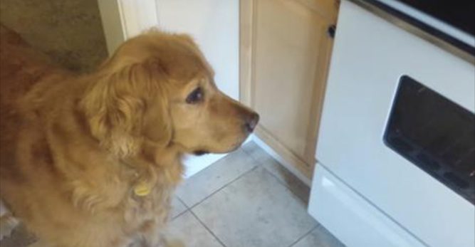 dog a picky eater