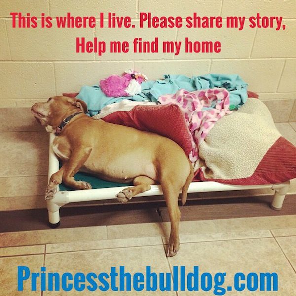 princess-4