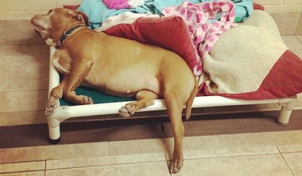 Princess the Bulldog