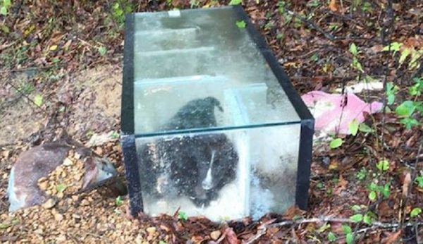 Man Makes Shocking Discovery Inside Discarded Aquarium