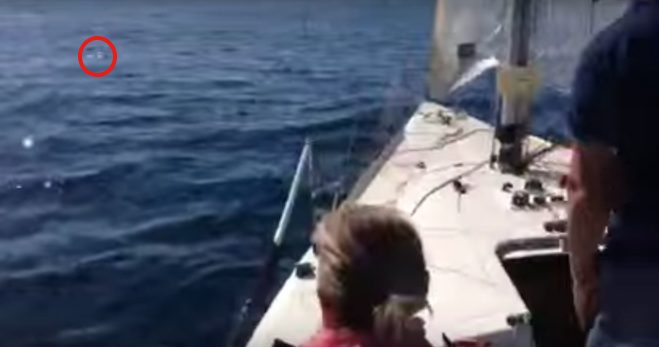 Sailors Save Exhausted Puppy Lost At Sea