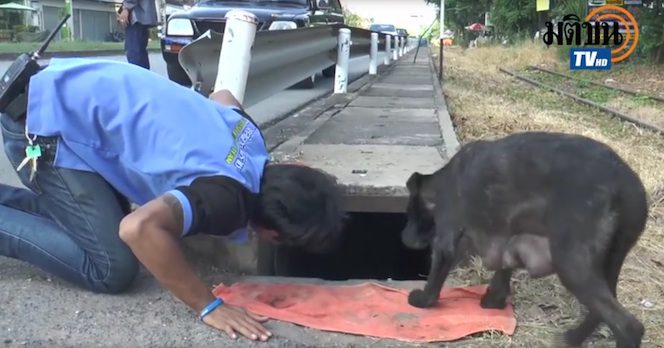 Cop Hears Desperate Cries For Help And Dives Headfirst Into A Drain To Save Puppy