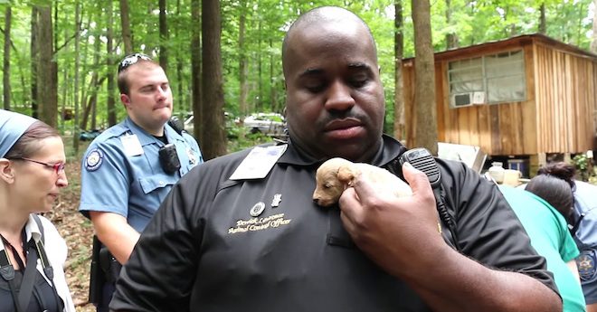 Officers Rescue Over 500 Helpless Puppies, Now Watch What Happens Just One Year Later