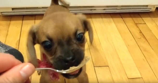 puppy tastes peanut butter