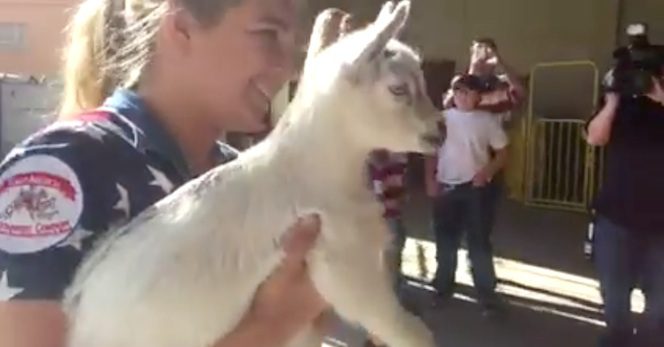 stolen pygmy goat reunited with mom