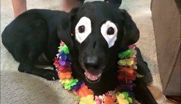 dog with skin condition