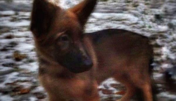 Russia gives puppy to France
