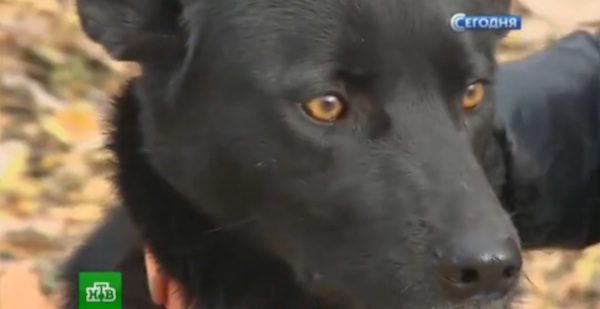 russian-dog-trek-3