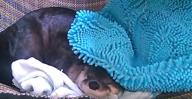 Ryder the river otter