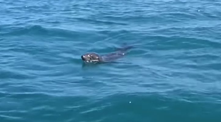 Sea Lion Catches a Ride On Whale’s Back