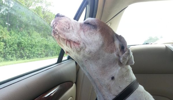 old dog car ride