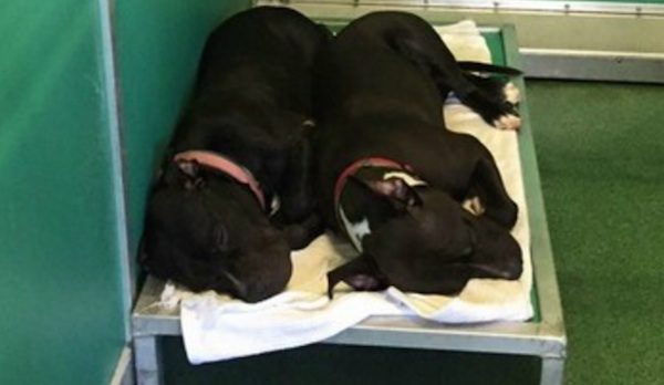 snuggling shelter dogs