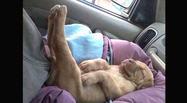 The Position In Which Dogs Sleep Reveals Secrets About Their Personalities And Their Moods